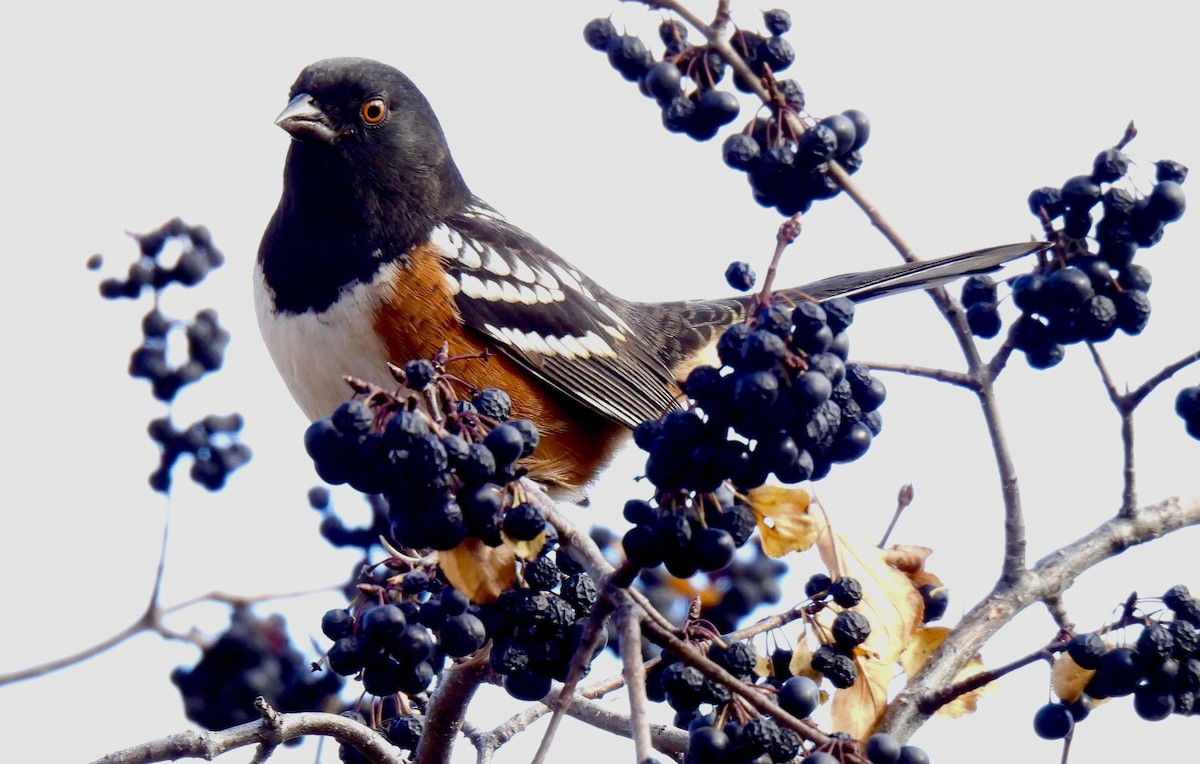 Spotted Towhee - ML645954191
