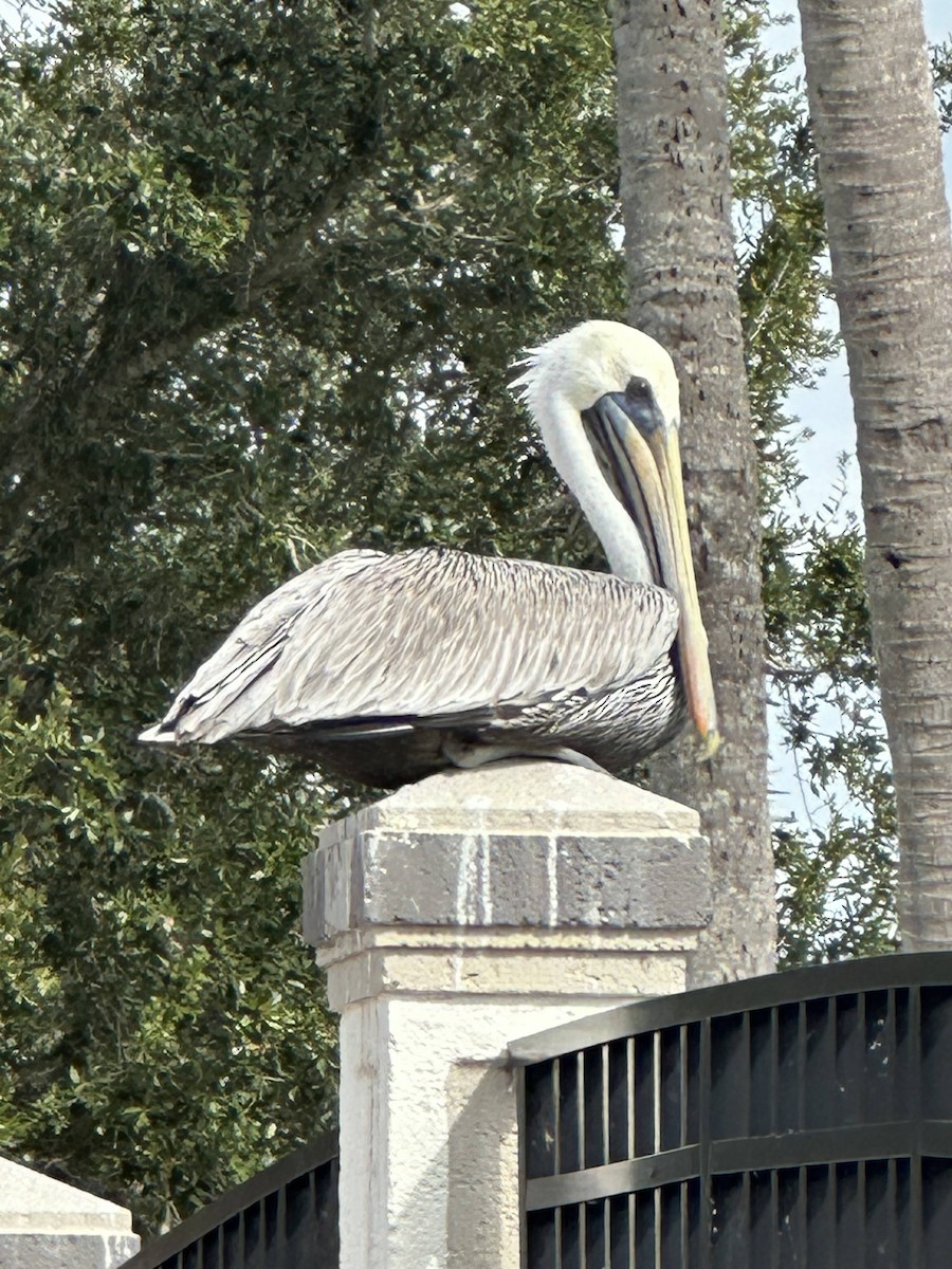 Brown Pelican - ML645954192
