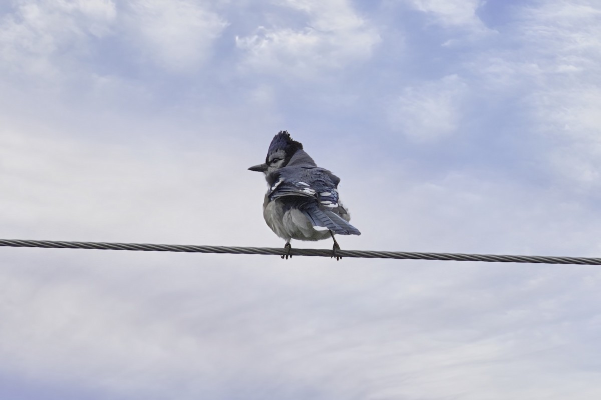 Blue Jay - ML645954198