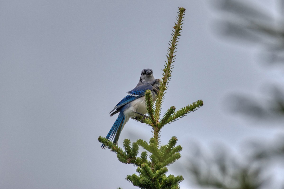 Blue Jay - ML645954199
