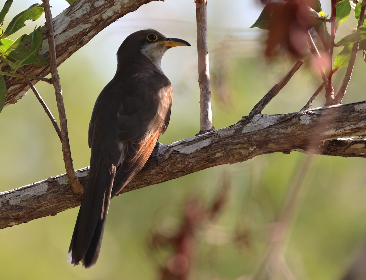 Yellow-billed Cuckoo - ML645954200