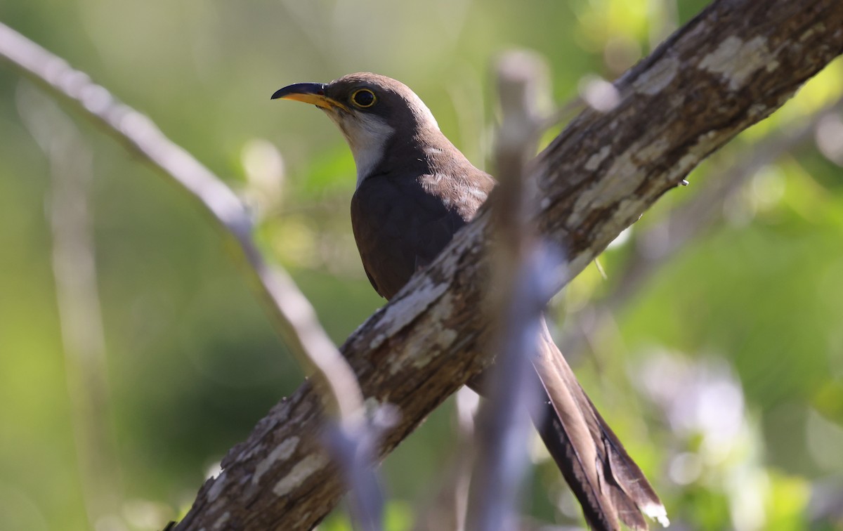 Yellow-billed Cuckoo - ML645954201