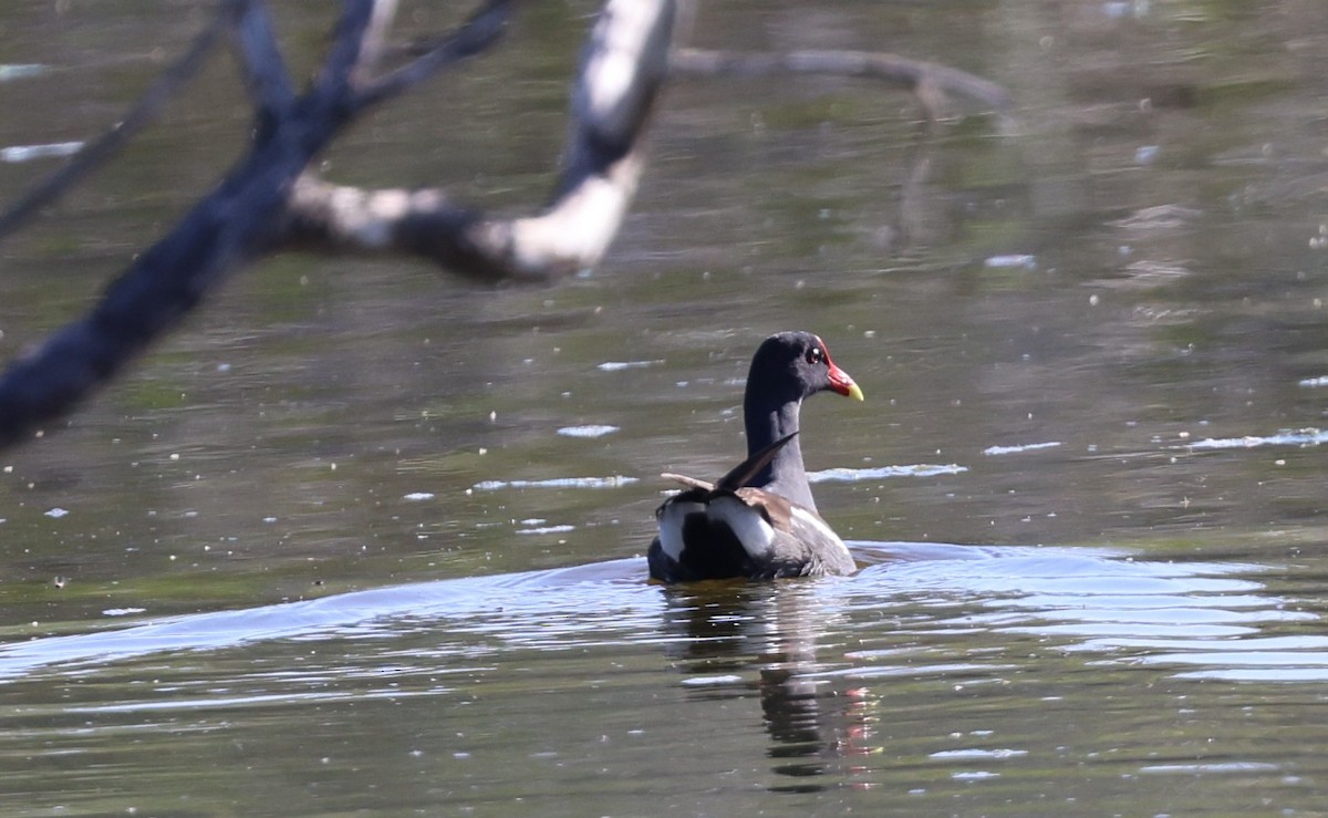 slípka americká - ML645954212