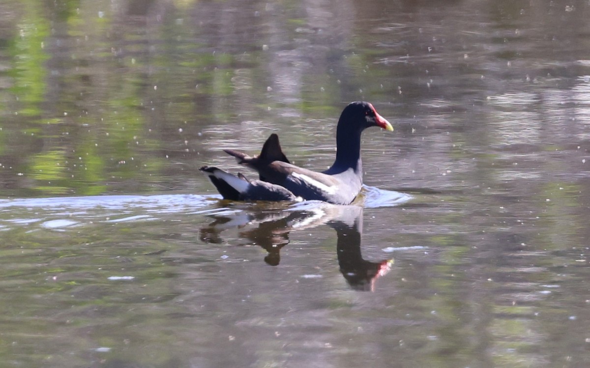 slípka americká - ML645954213