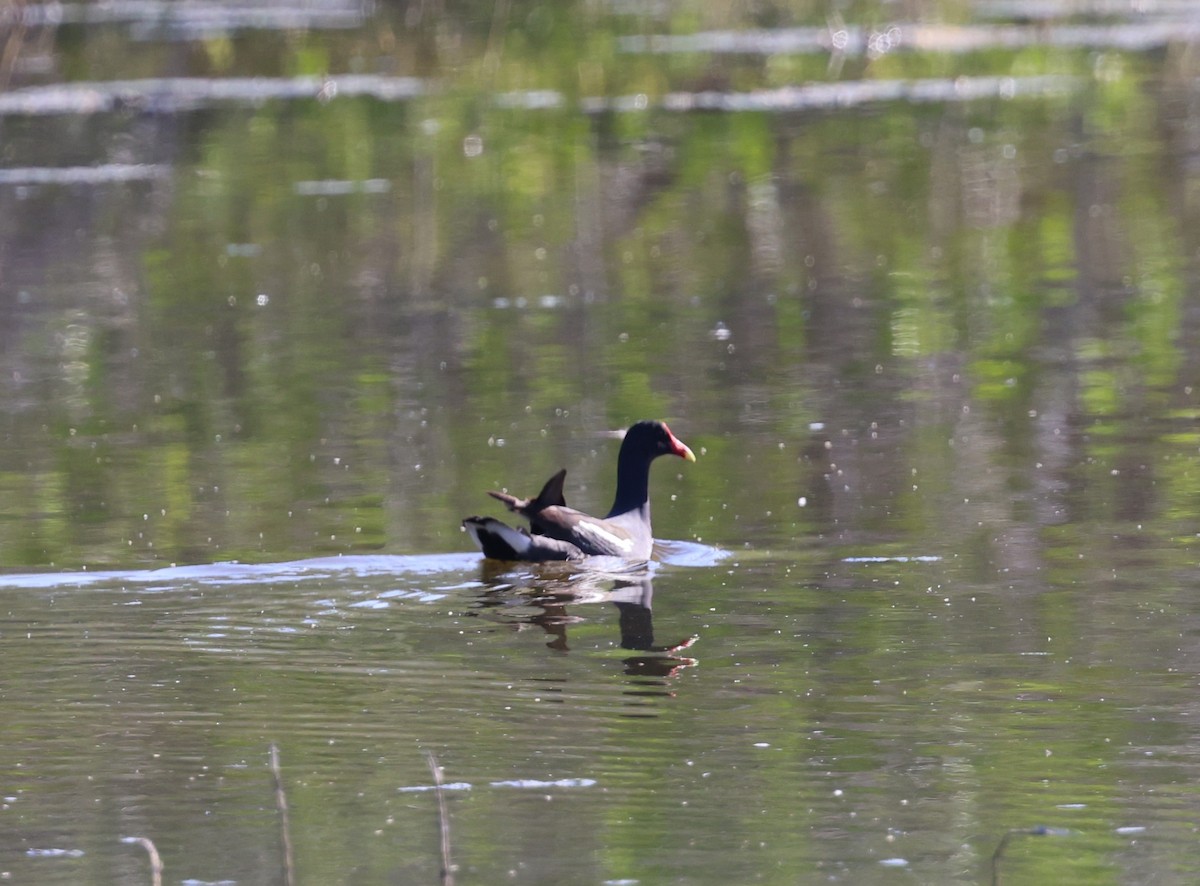 slípka americká - ML645954214