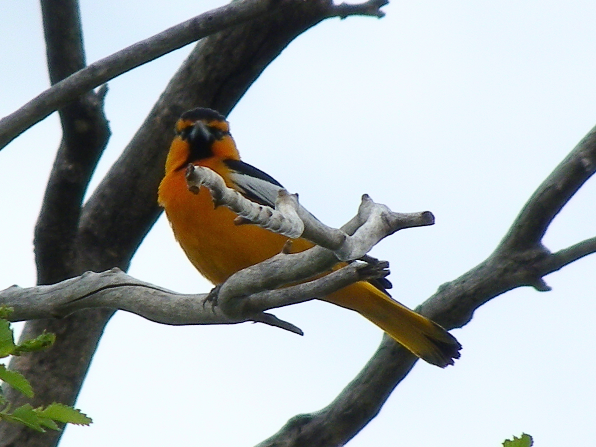 Bullock's Oriole - ML645954226