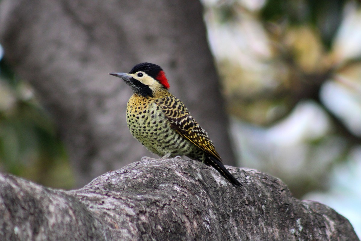 Черноусый дятел - ML645954230