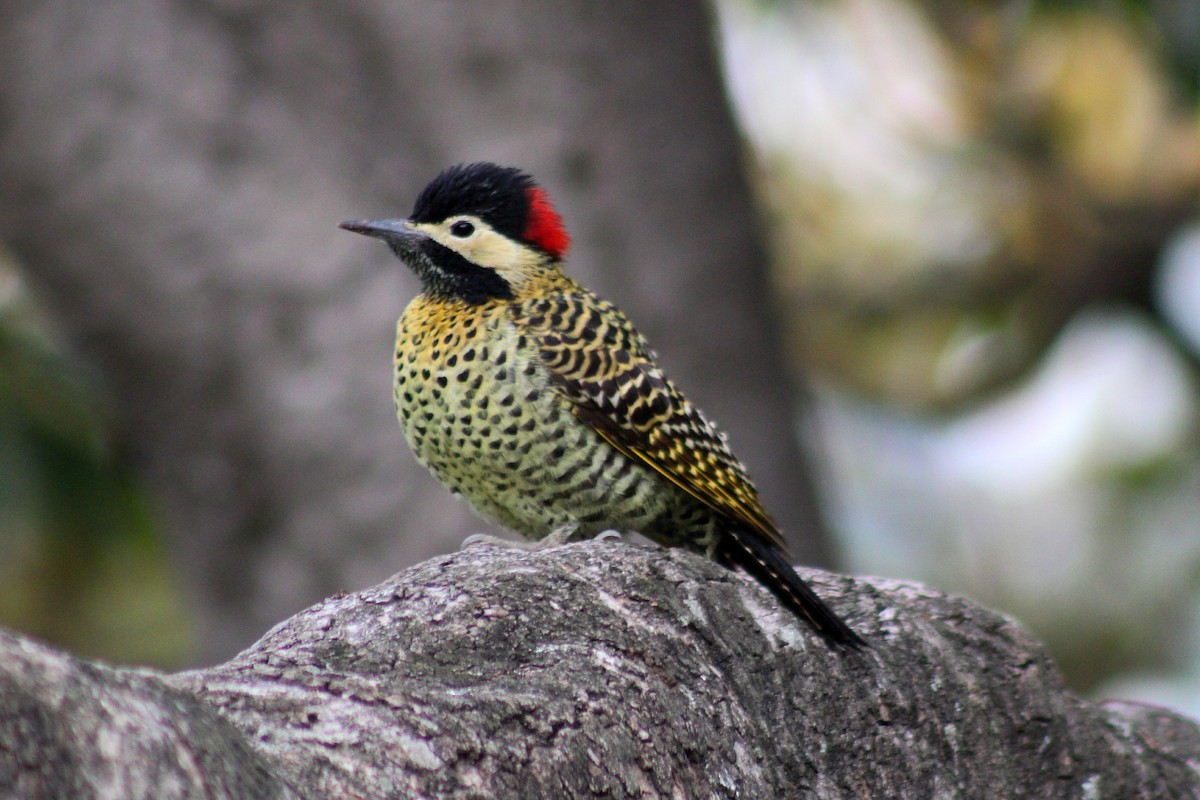 Черноусый дятел - ML645954232