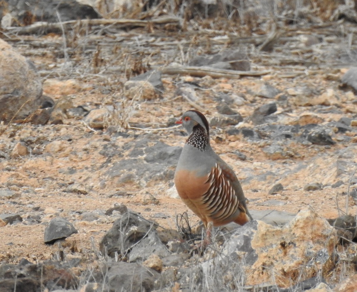 Barbary Partridge - ML645954250