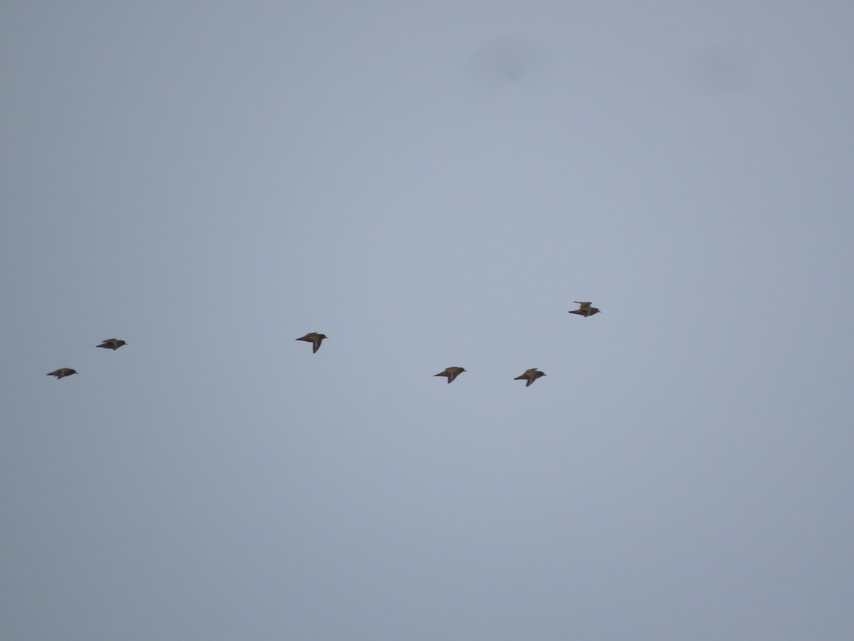 European Golden-Plover - ML645954251