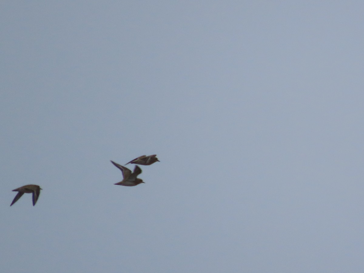 European Golden-Plover - ML645954253