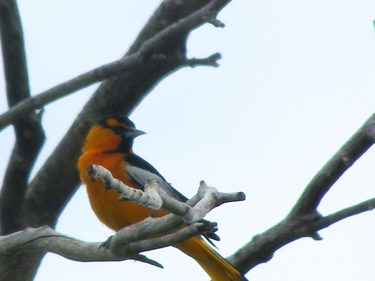 Bullock's Oriole - ML645954254