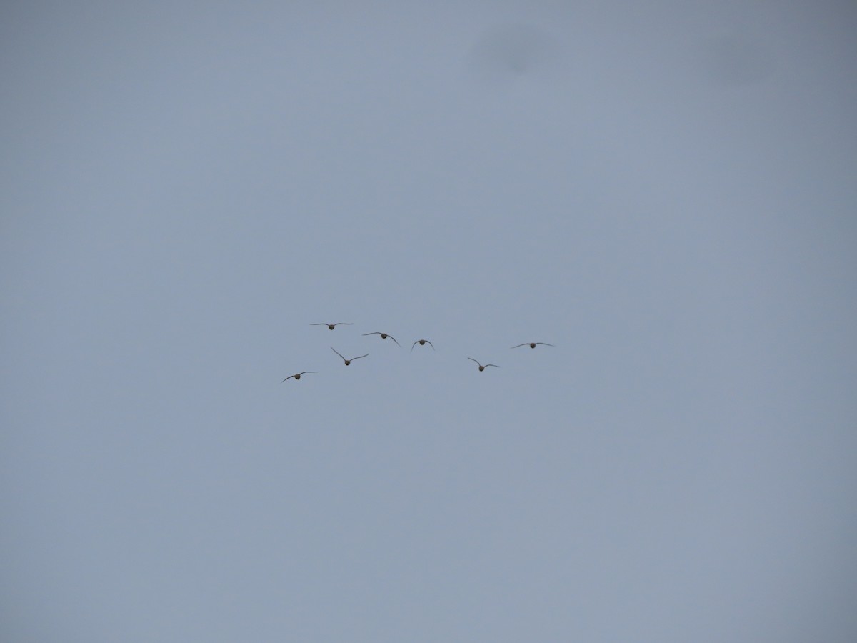 European Golden-Plover - ML645954258