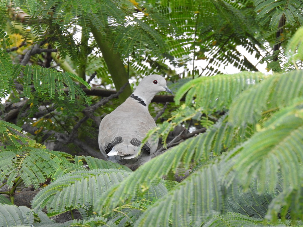 Eurasian Collared-Dove - ML645954259