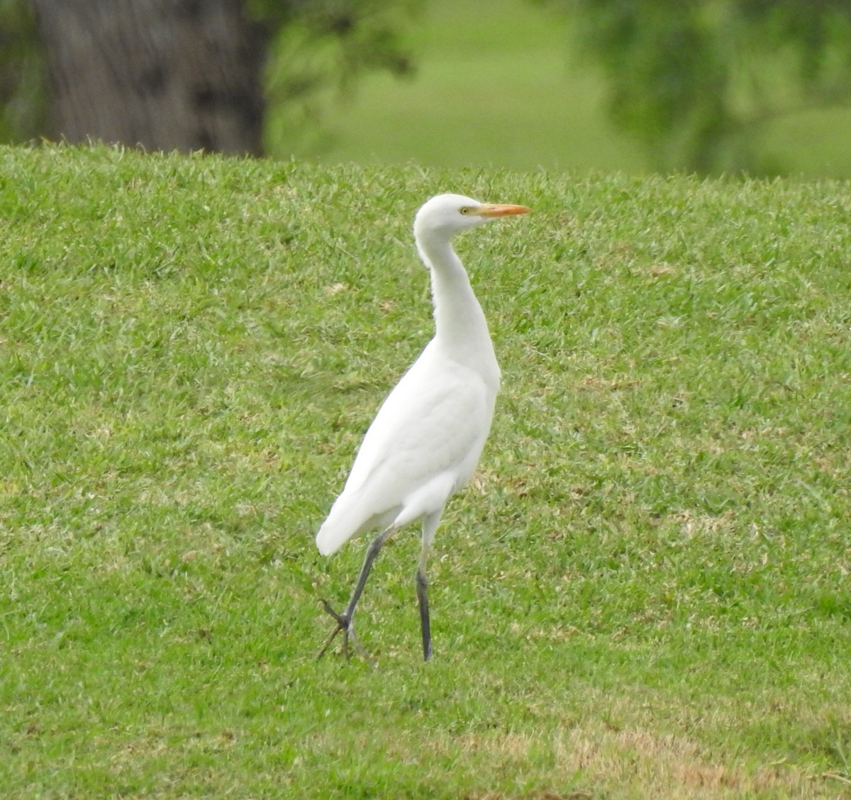 Western Cattle-Egret - ML645954265