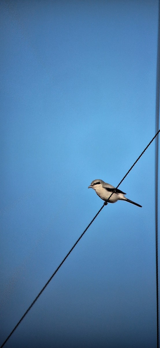 Northern Shrike - ML645954268