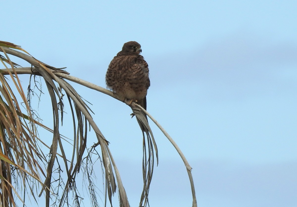 Eurasian Kestrel - ML645954269