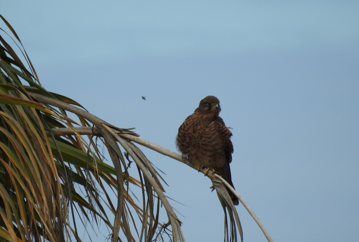 Eurasian Kestrel - ML645954270