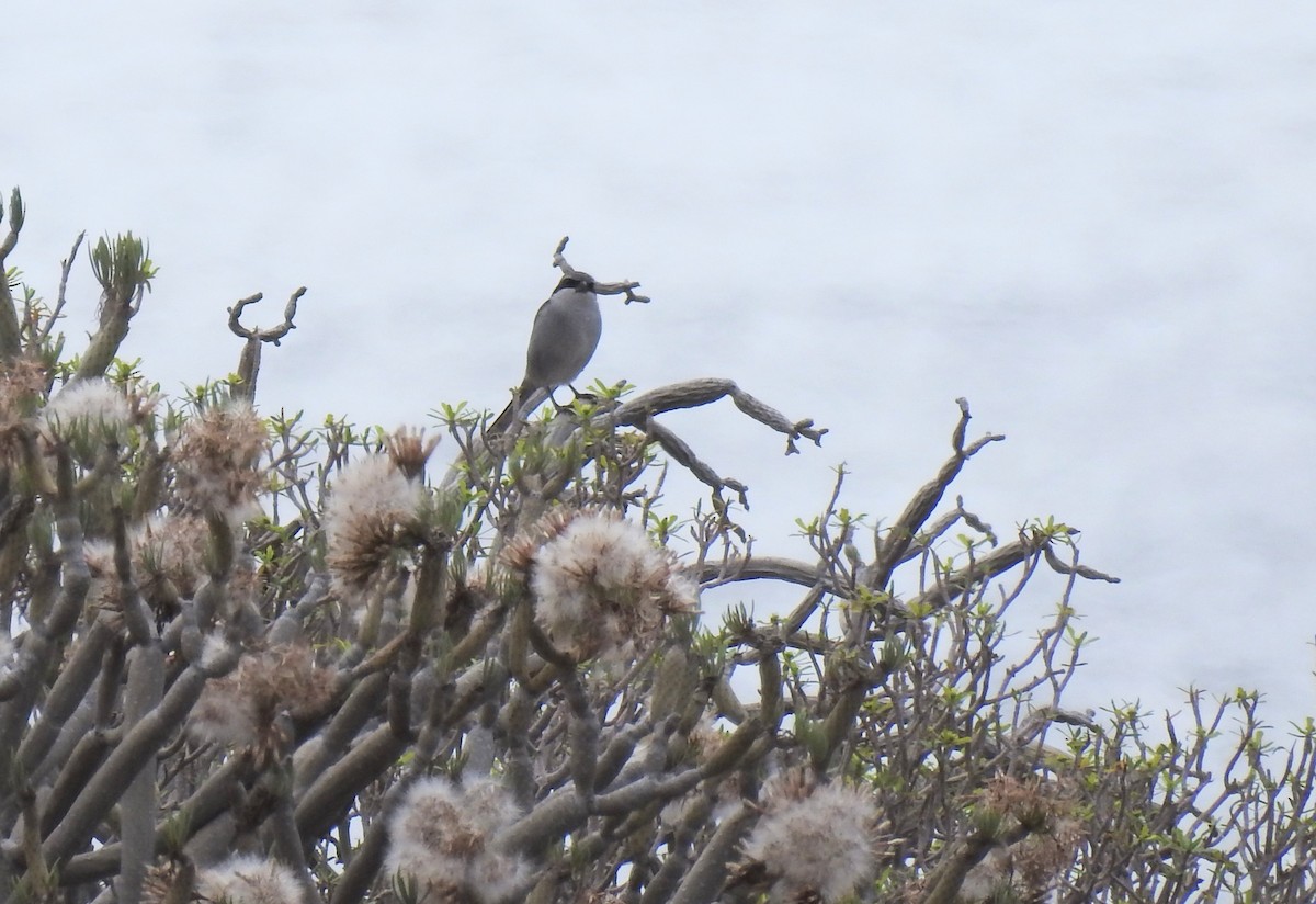Great Gray Shrike - ML645954272