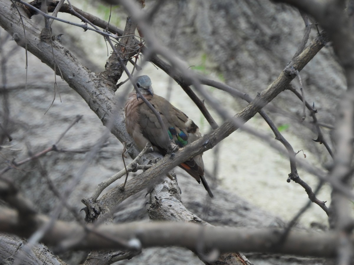 Tourtelette émeraudine - ML645954275