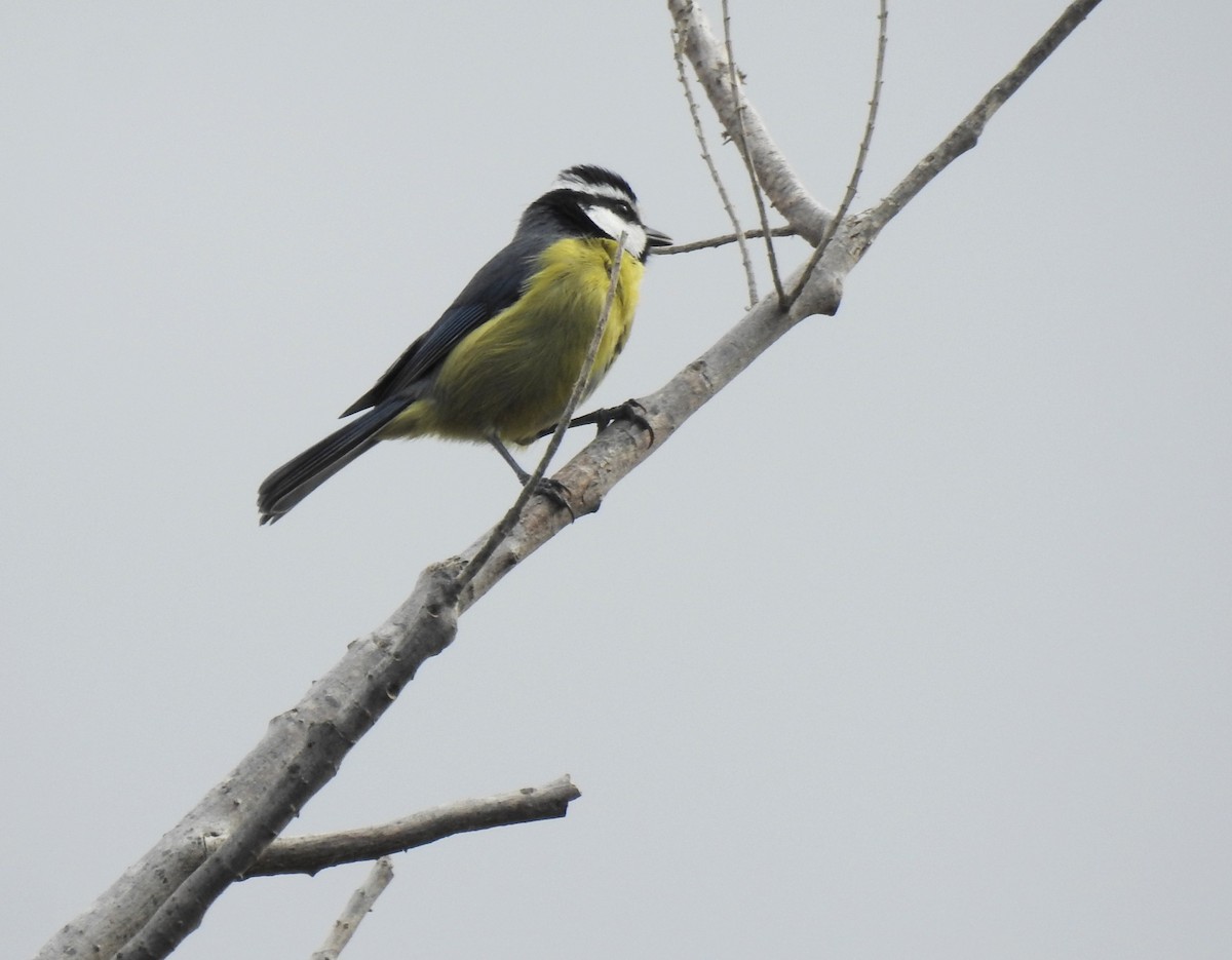 African Blue Tit - ML645954276