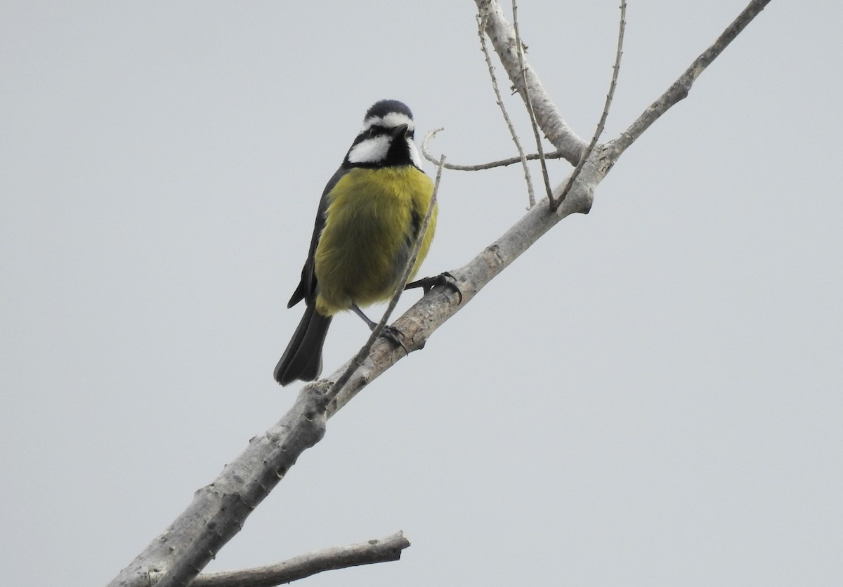 African Blue Tit - ML645954277