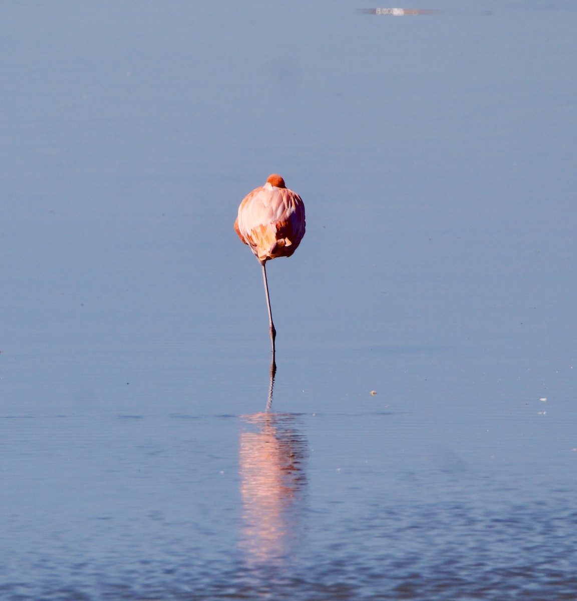 American Flamingo - ML645954280