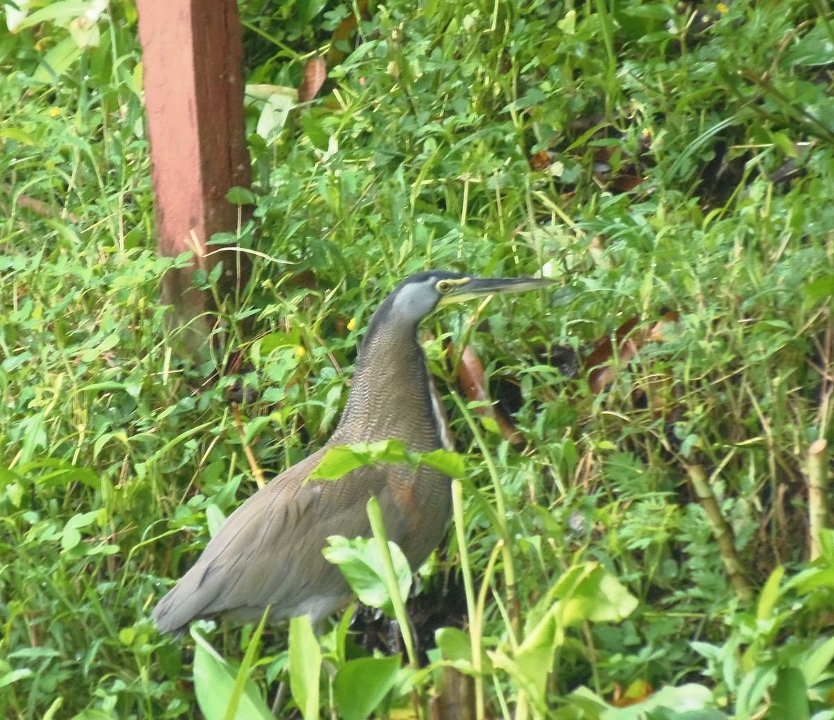 Bare-throated Tiger-Heron - ML645954282