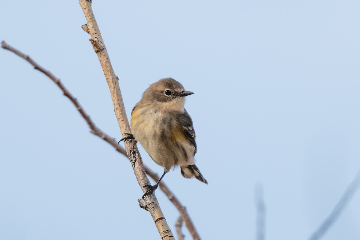 Yellow-rumped Warbler (Myrtle) - ML645954283