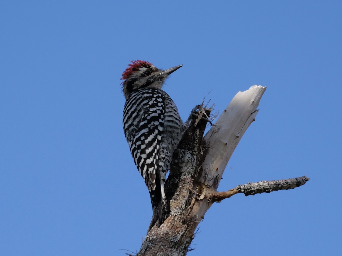 Ladder-backed Woodpecker - ML645954284