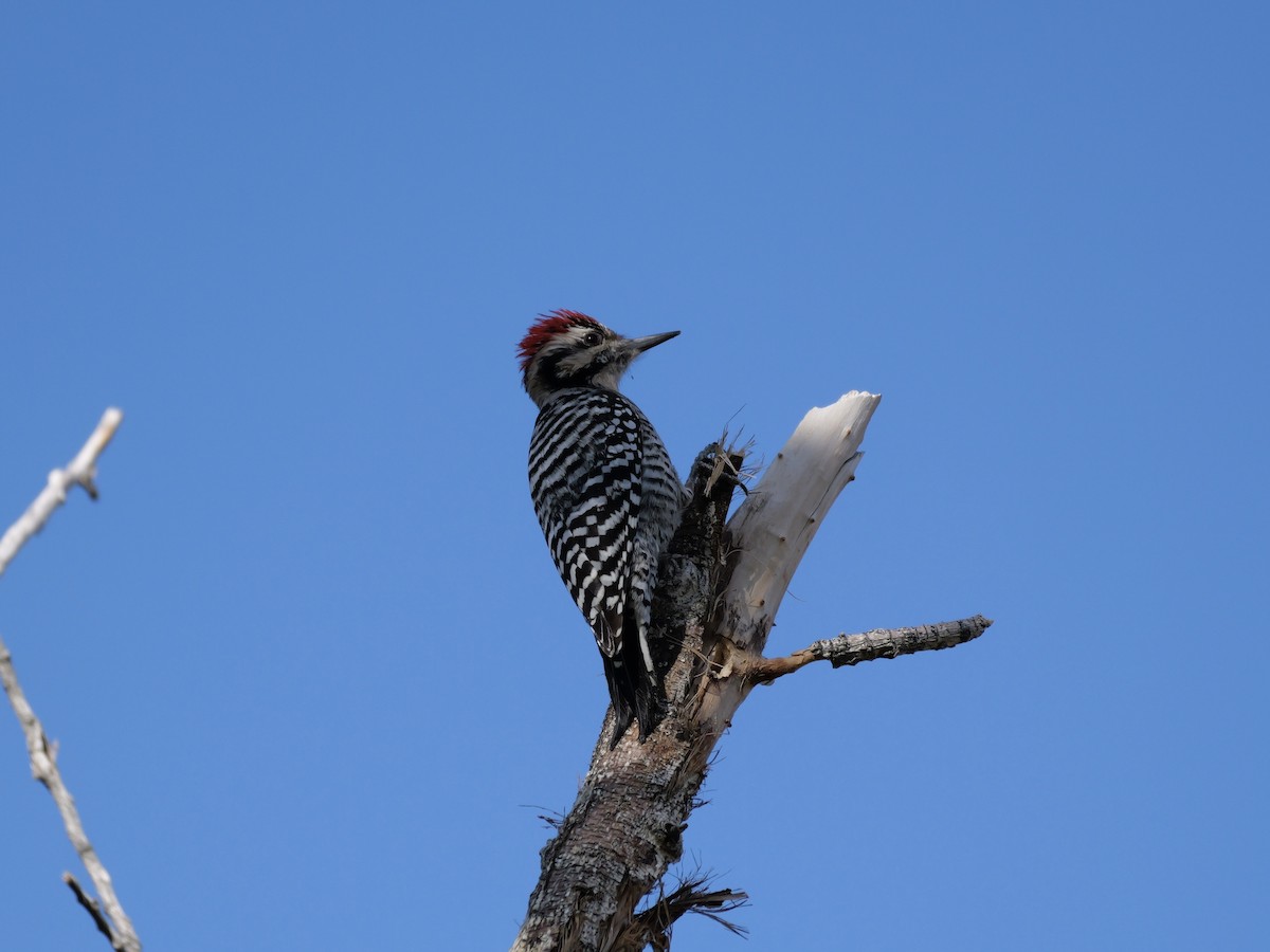 Ladder-backed Woodpecker - ML645954285