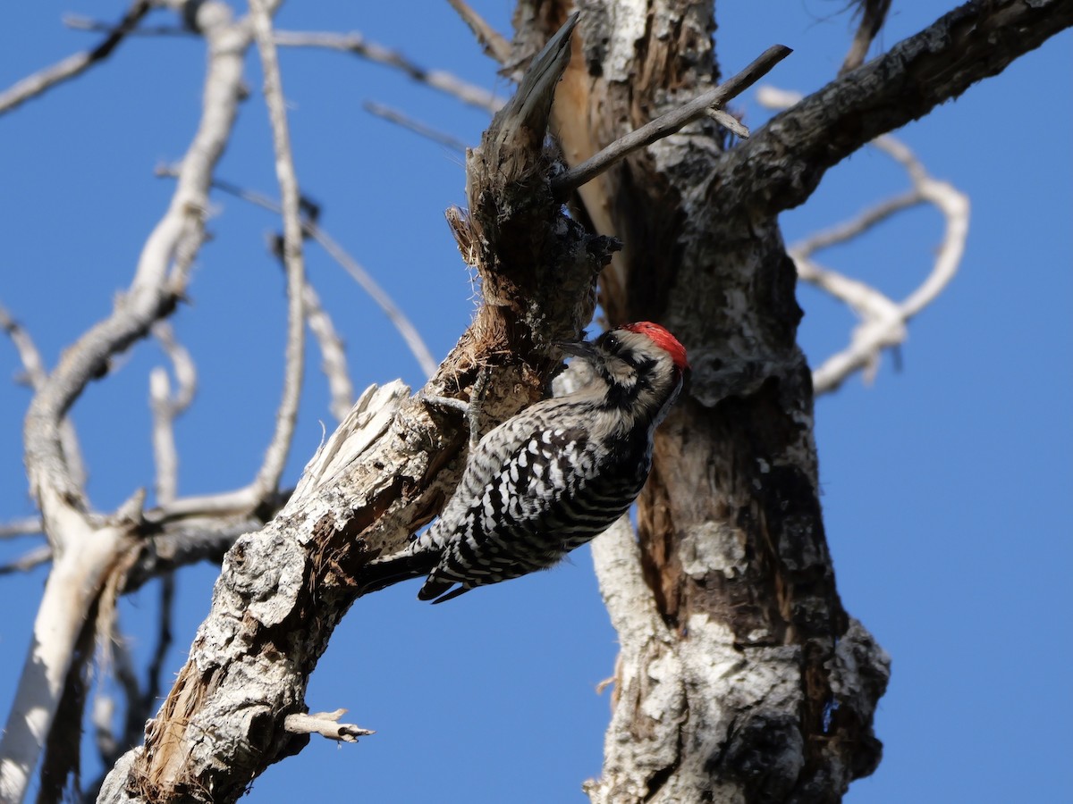 Ladder-backed Woodpecker - ML645954286