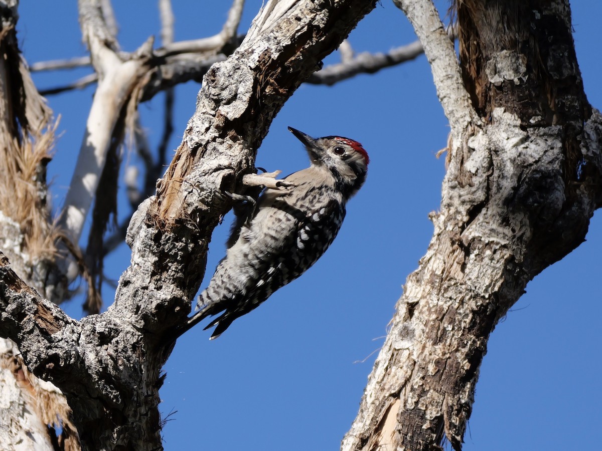 Ladder-backed Woodpecker - ML645954287