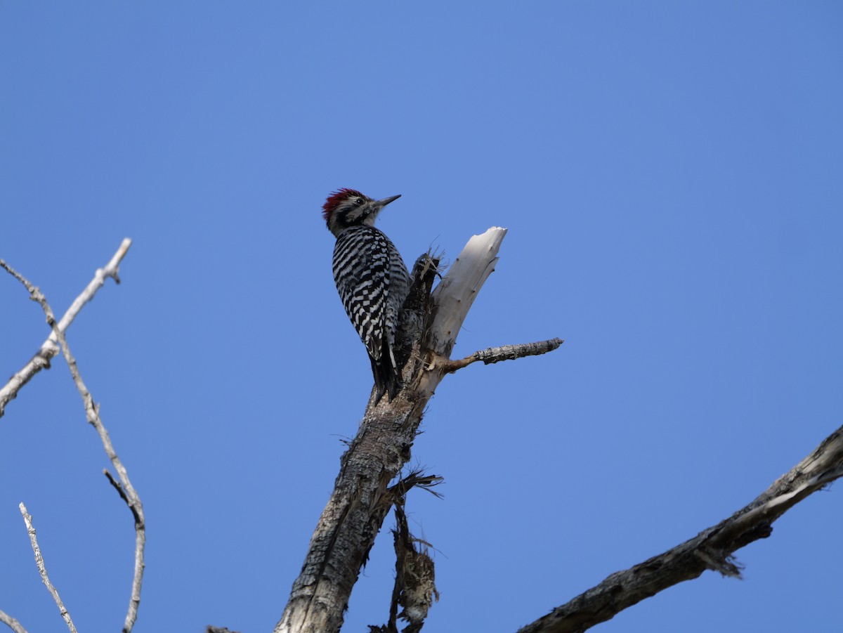 Ladder-backed Woodpecker - ML645954288