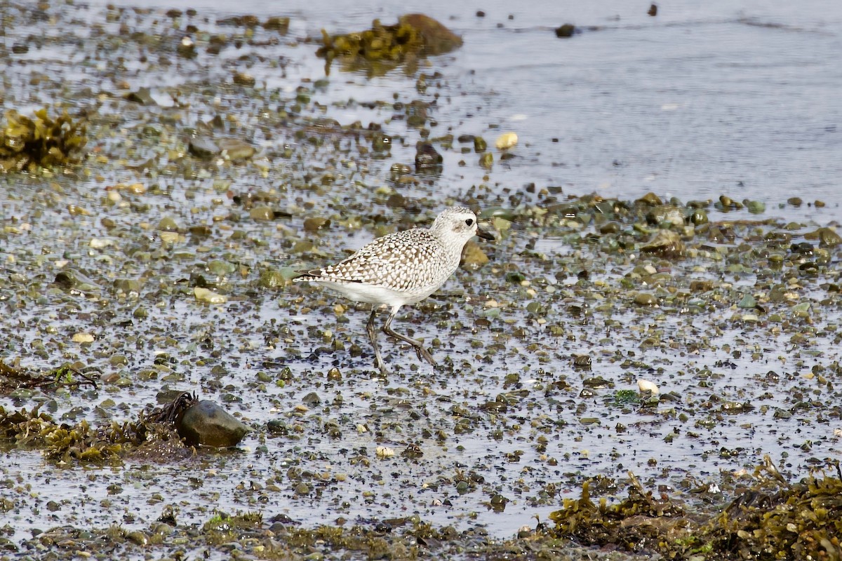 Black-bellied Plover - ML645954289