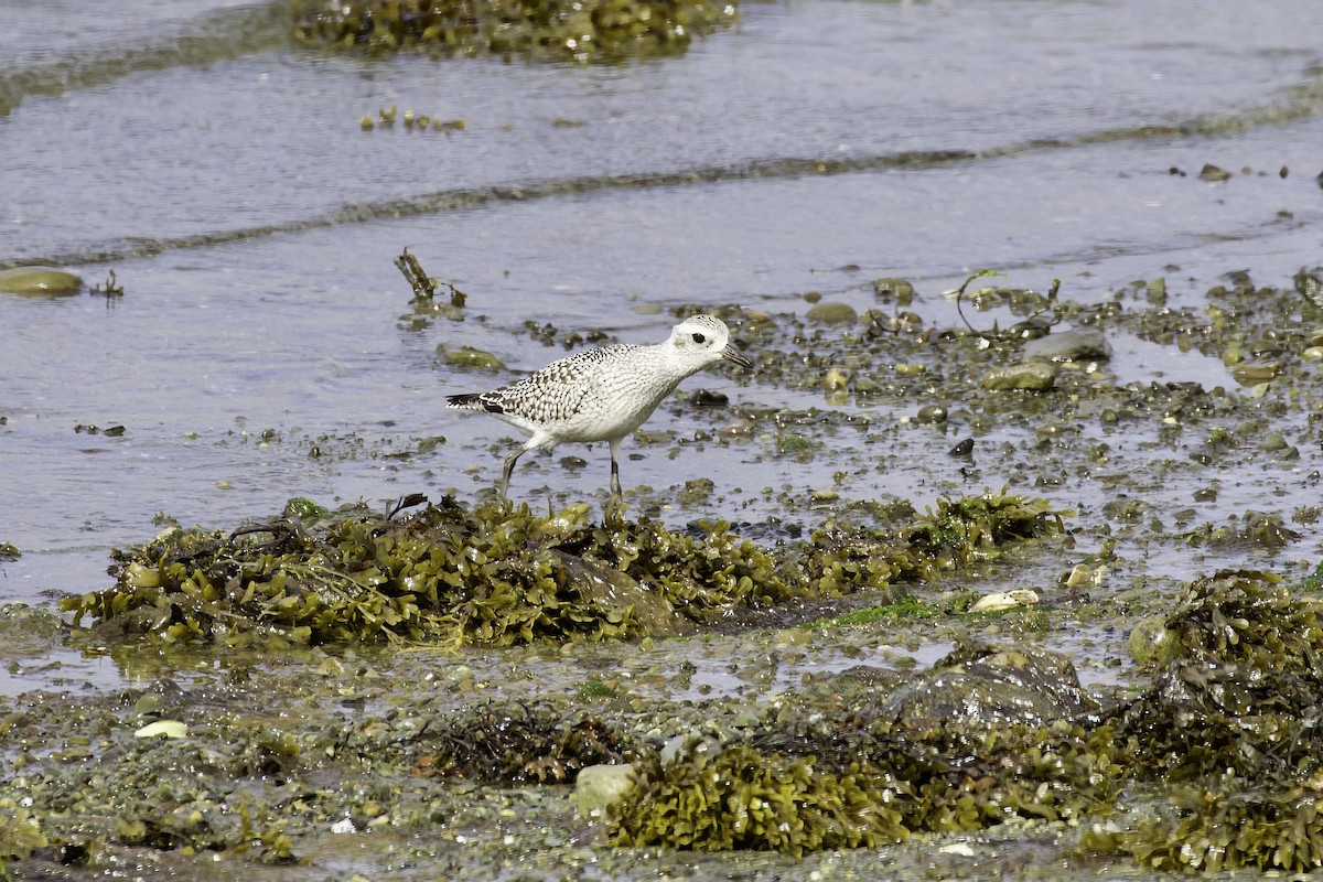 Black-bellied Plover - ML645954290