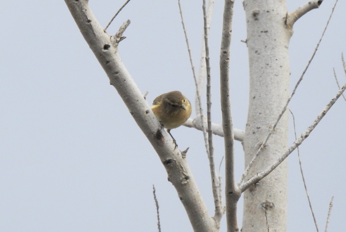 Canary Islands Chiffchaff - ML645954291