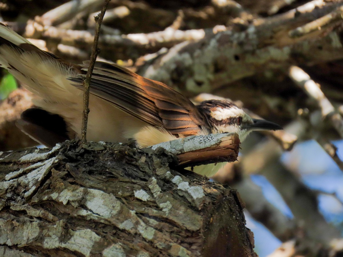 Bicolored Wren - ML645954294