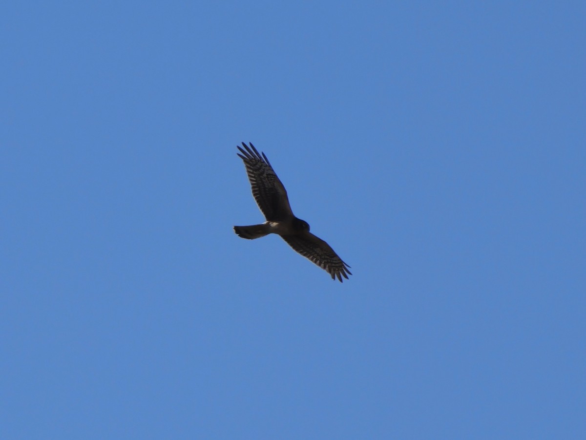 Northern Harrier - ML645954298