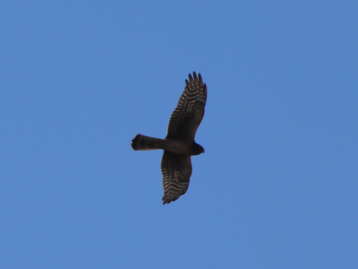 Northern Harrier - ML645954299