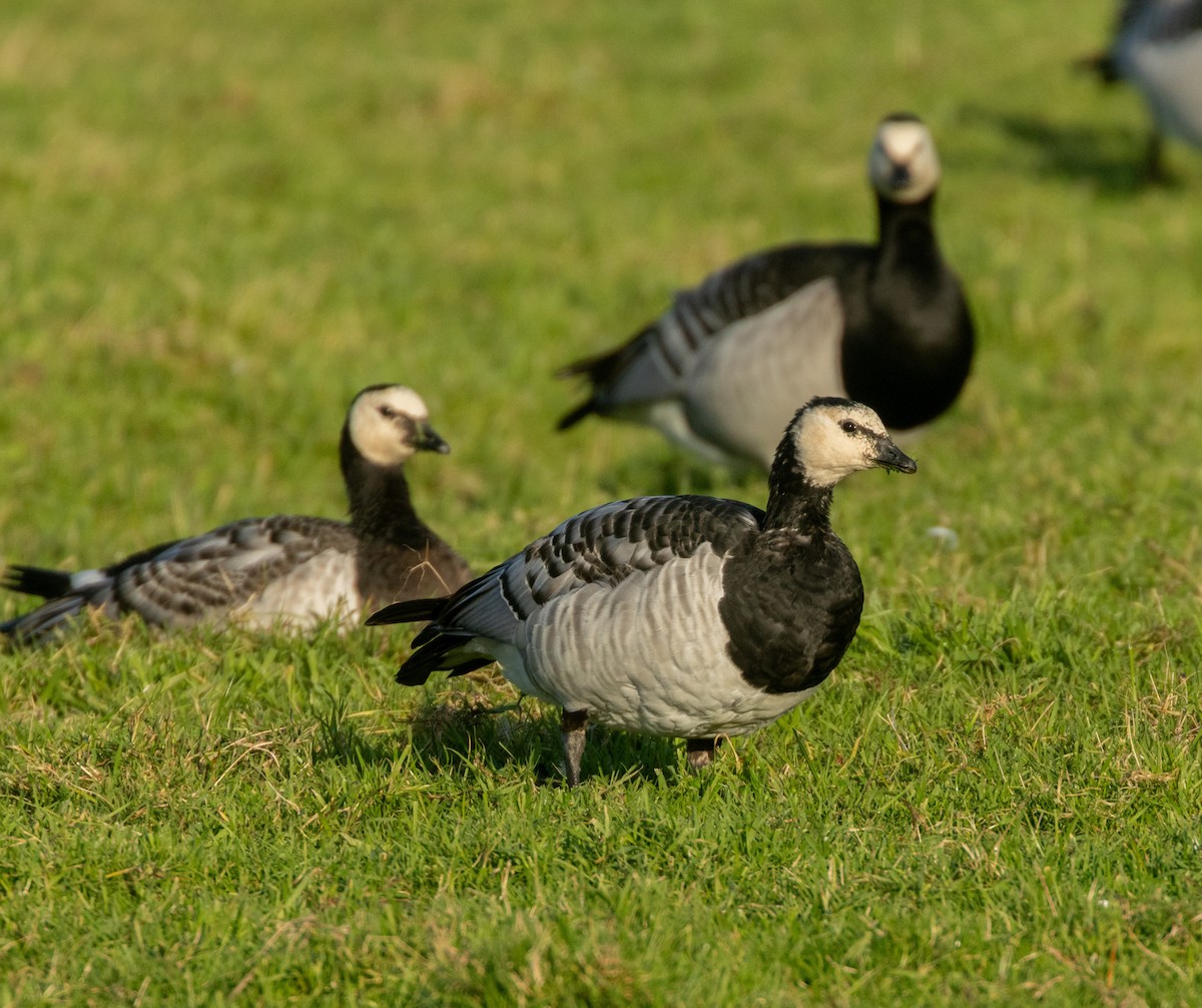 Barnacle Goose - ML645954301