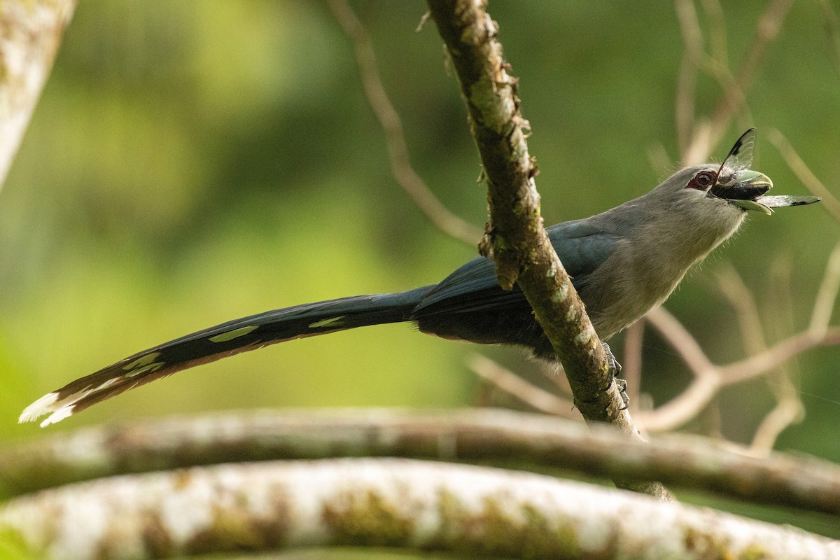 Green-billed Malkoha - ML645954302
