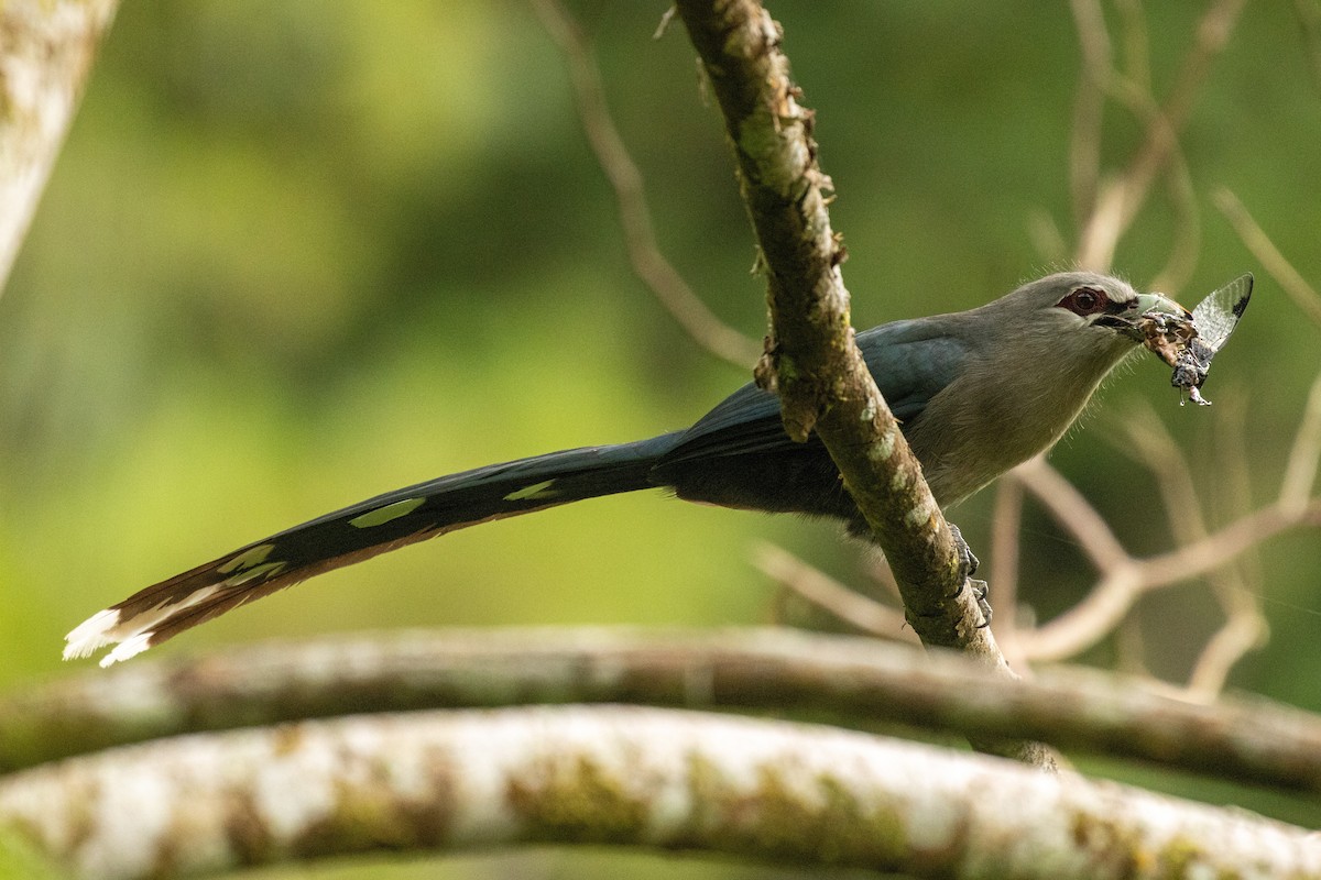 Green-billed Malkoha - ML645954303