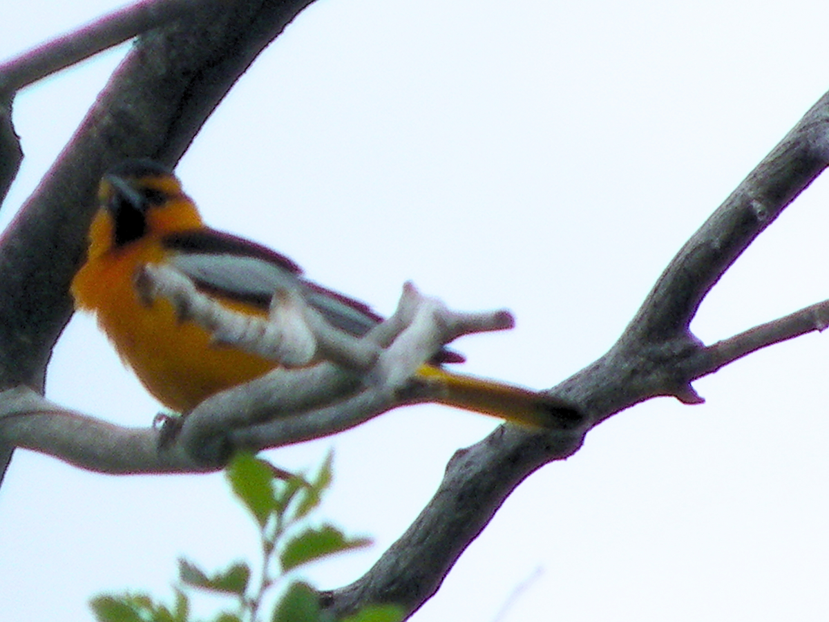Bullock's Oriole - ML645954305