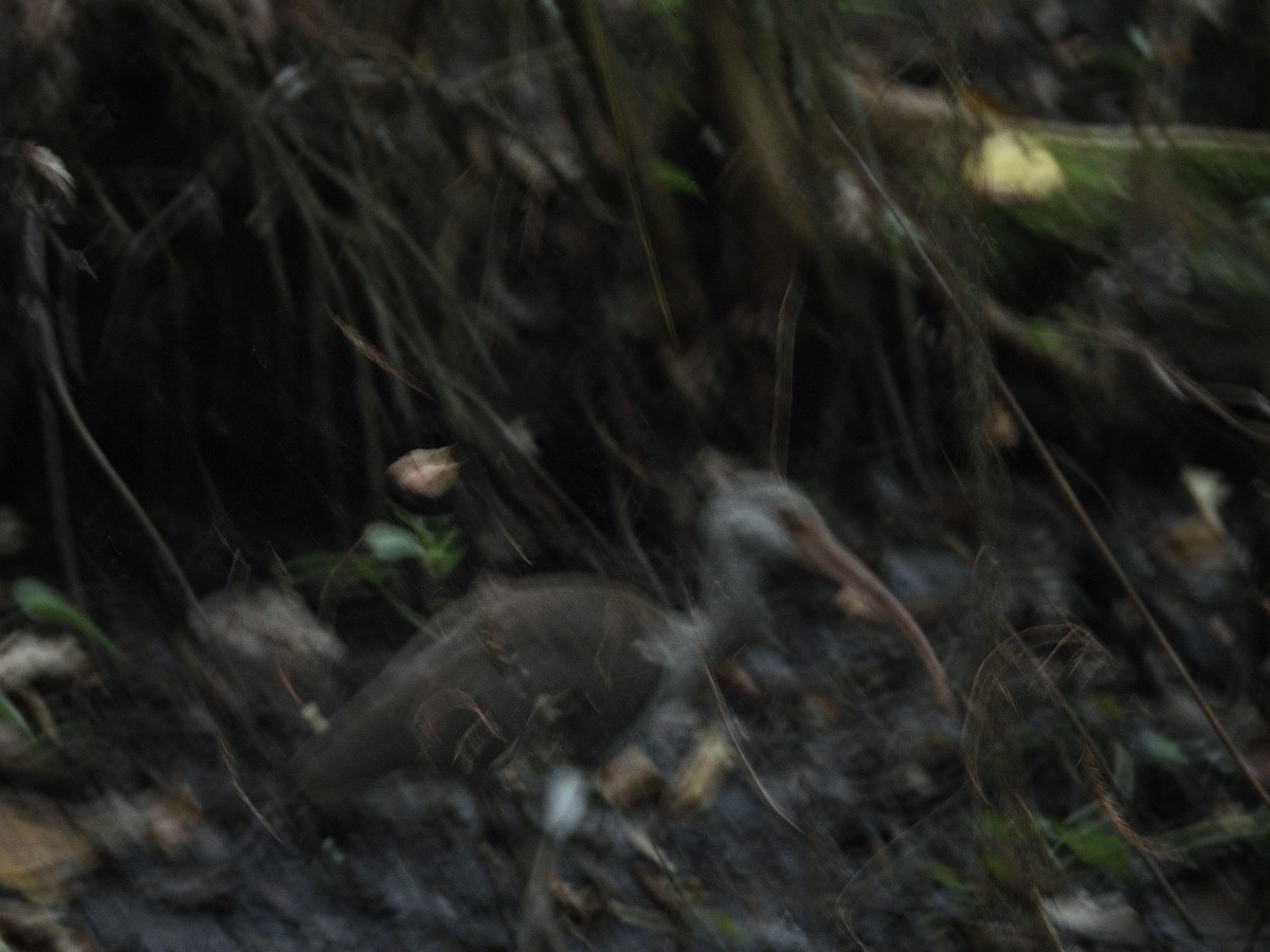 White Ibis - ML645954308