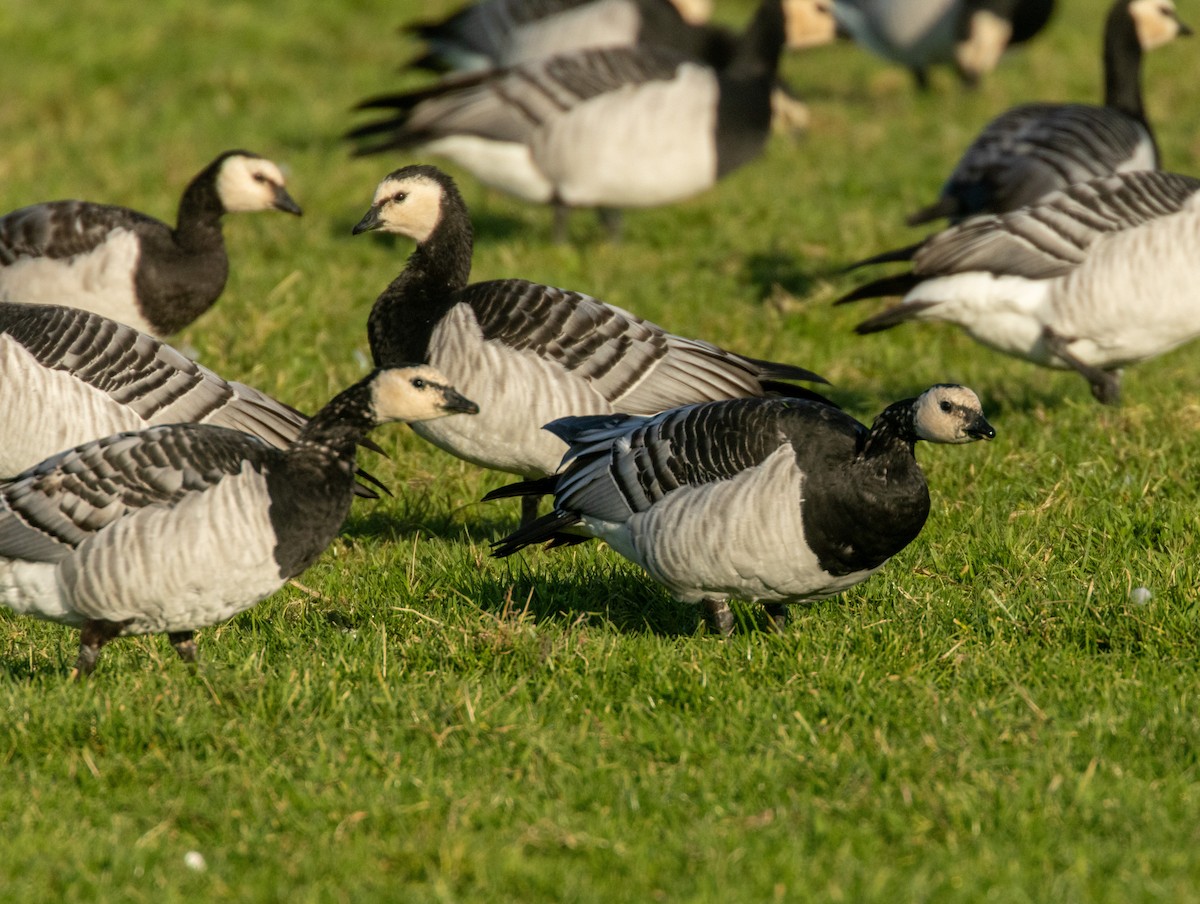 Barnacle Goose - ML645954309