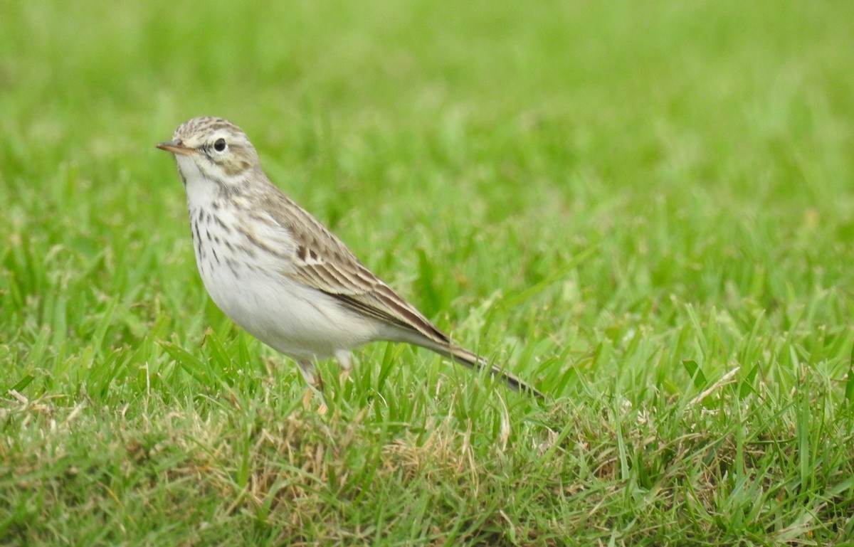 Berthelot's Pipit - ML645954310