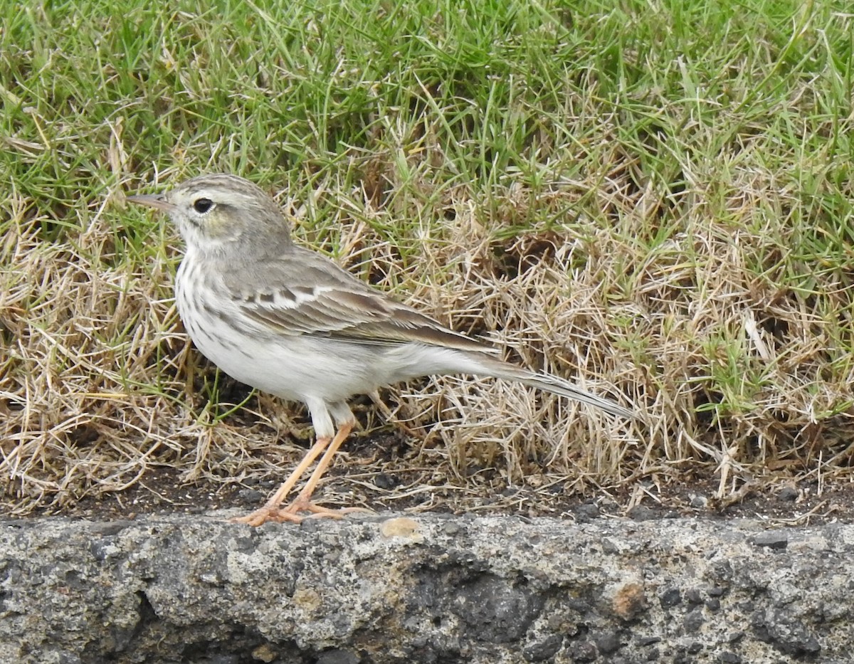Berthelot's Pipit - ML645954311