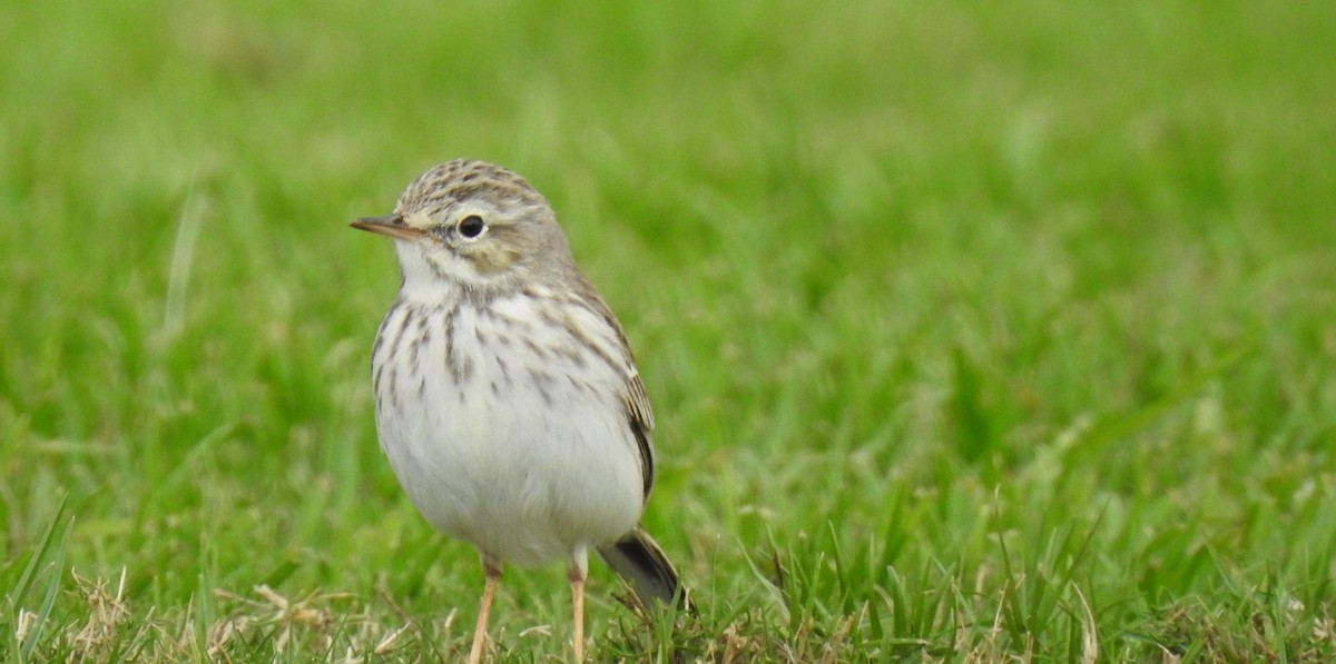 Berthelot's Pipit - ML645954312