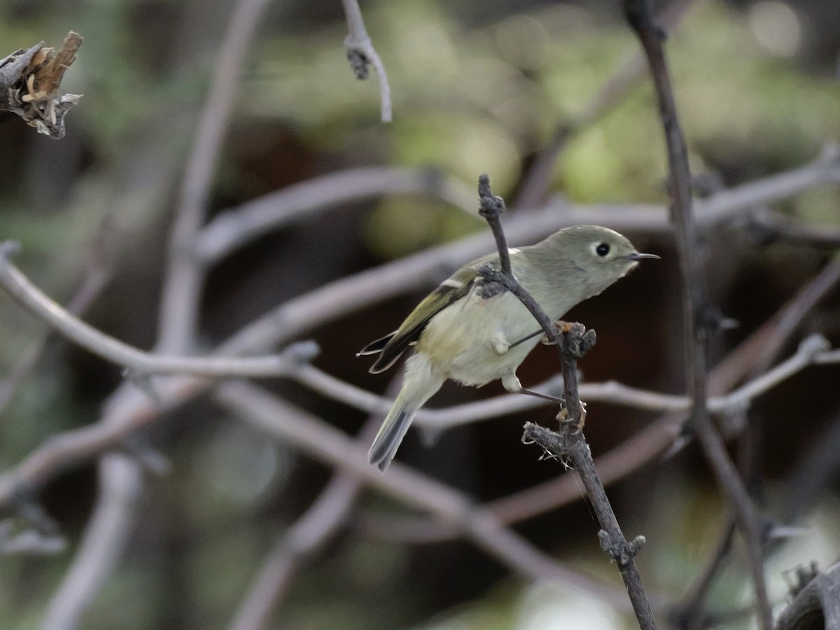 Ruby-crowned Kinglet - ML645954313